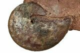 Fossil Ammonite (Parkinsonia & Oxycerites) Association - Germany #334767-2